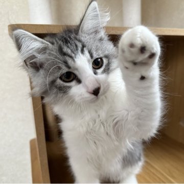 サイベリアン【千葉県・男の子・2025年8月20日・シルバータビー&ホワイト（ふわふわ）】の写真「元気な男の子」