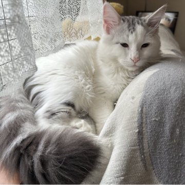 サイベリアン【千葉県・男の子・2025年7月3日・シルバーマッカレルタビー&ホワイト（ふわサラで触り心地最高🥰）】の写真「大きな体で甘えん坊😍」