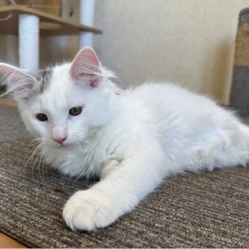 サイベリアン【千葉県・男の子・2025年7月3日・シルバータビー&ホワイトバン（ふわふわ）】の写真「大きくなる予感😊」
