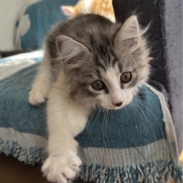 サイベリアン【千葉県・男の子・2025年8月20日・シルバータビー&ホワイト】の写真「元気な男の子」