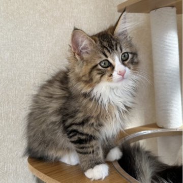 サイベリアン【千葉県・男の子・2025年8月17日・ブラウンタビー&ホワイト（フワフワ）】の写真「遊び大好き男の子😍」