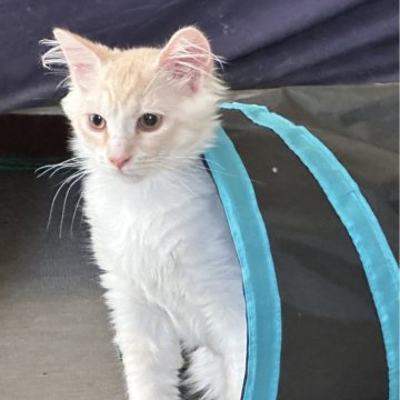 サイベリアン【千葉県・男の子・2025年2月21日・クリーム&ホワイト】の写真「甘えん坊で元気いっぱいの男の子」