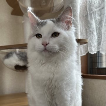 サイベリアン【千葉県・男の子・2025年7月3日・シルバーマッカレルタビー&ホワイト（ふわふわで触り心地最高🥰）】の写真「大きな体で甘えん坊😍」