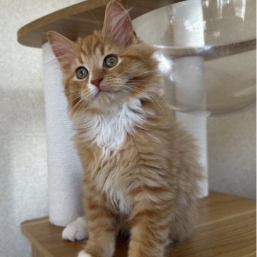 サイベリアン【千葉県・男の子・2025年8月17日・レッドタビー&ホワイト（フワフワ）】の写真「元気いっぱい男の子☺️」