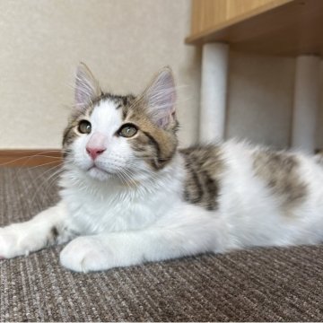 サイベリアン【千葉県・男の子・2025年7月3日・ブラウンマッカレルタビー&ホワイト（モフモフ）】の写真「甘えん坊の男の子😊」