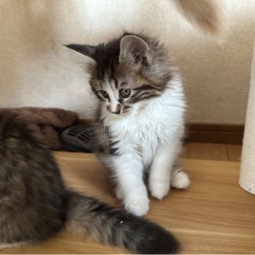 サイベリアン【千葉県・男の子・2025年8月20日・ブラウンタビー&ホワイト】の写真「遊び大好き男の子」