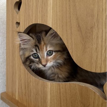 サイベリアン【千葉県・女の子・2025年8月17日・キャリコ（ふわふわ）】の写真「おとなしい女の子😊」