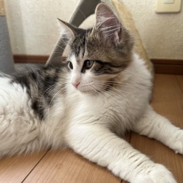 サイベリアン【千葉県・女の子・2025年7月3日・ブラウンマッカレルタビー&ホワイト（ふわサラ）】の写真「ちょっとおてんば女の子😊後をついてきます。」