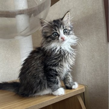 サイベリアン【千葉県・男の子・2025年8月17日・ブラウンタビー&ホワイト(フワフワ)】の写真「人懐こい男の子😊」