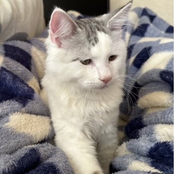 サイベリアン【千葉県・男の子・2025年7月3日・シルバーマッカレルタビー&ホワイト（ふわサラで触り心地最高🥰）】の写真「大きな体で甘えん坊😍」