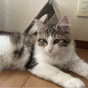 サイベリアン【千葉県・女の子・2025年7月3日・ブラウンマッカレルタビー&ホワイト（ふわふわ）】の写真「元気いっぱい可愛い女の子😍」