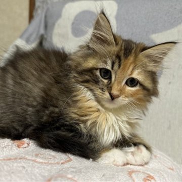 サイベリアン【千葉県・女の子・2025年8月17日・キャリコ（フワフワ）】の写真「おとなしい女の子😊」