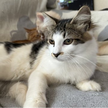 サイベリアン【千葉県・男の子・2025年8月20日・ブラウンタビー&ホワイト（フワサラ）】の写真「元気いっぱい男の子」