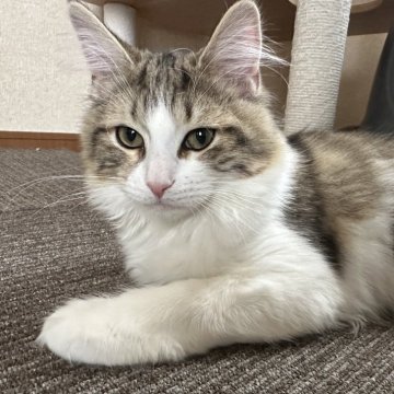 サイベリアン【千葉県・女の子・2025年7月3日・ブラウンマッカレルタビー&ホワイト（フワフワ）】の写真「元気いっぱい可愛い女の子😍」