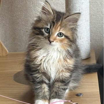 サイベリアン【千葉県・女の子・2025年8月17日・キャリコ(ふわふわ)】の写真「おとなしい女の子😊」