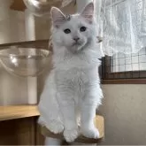 サイベリアン