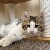 サイベリアン