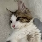 サイベリアン
