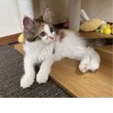 サイベリアン