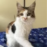 サイベリアン