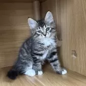 サイベリアン【千葉県・女の子・2025年8月20日・ブラックタビー】の写真7