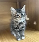 サイベリアン【千葉県・女の子・2025年8月20日・ブラックタビー】の写真2