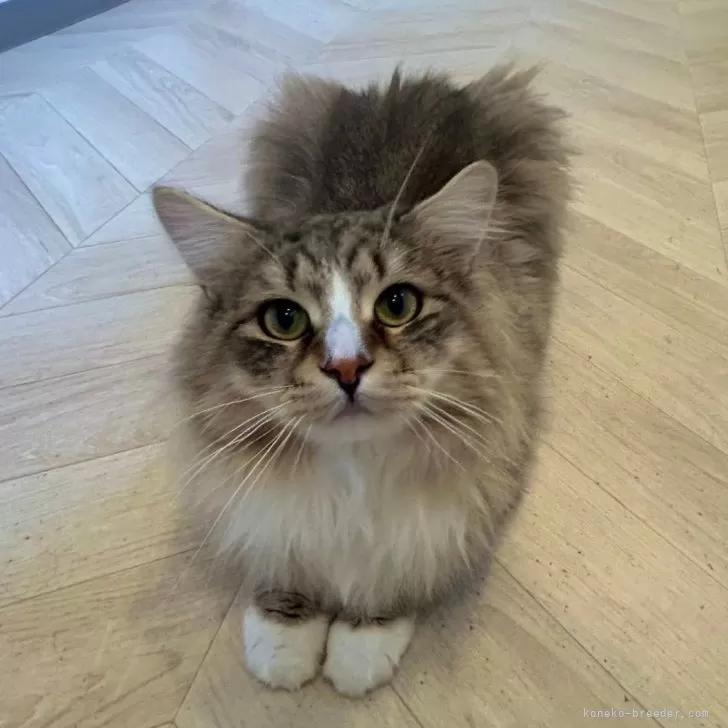 ID:2412-00072の子猫