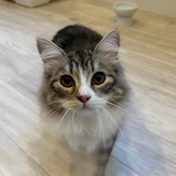 ID:2404-03663の子猫