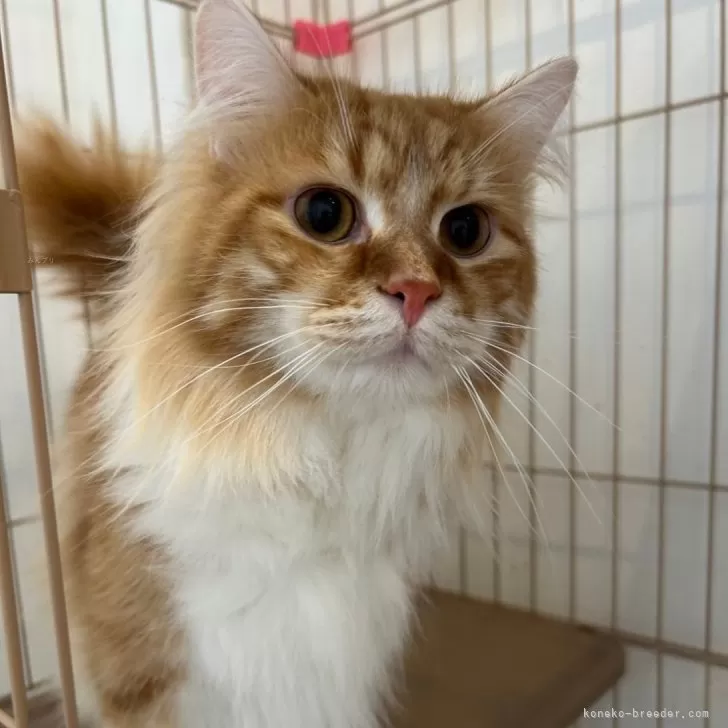 ID:2412-00514の子猫