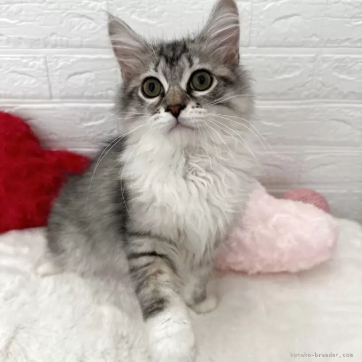 ID:2507-02366の子猫