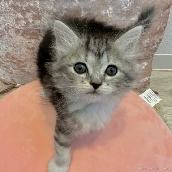 みゆてぃす 様のお迎えした子猫