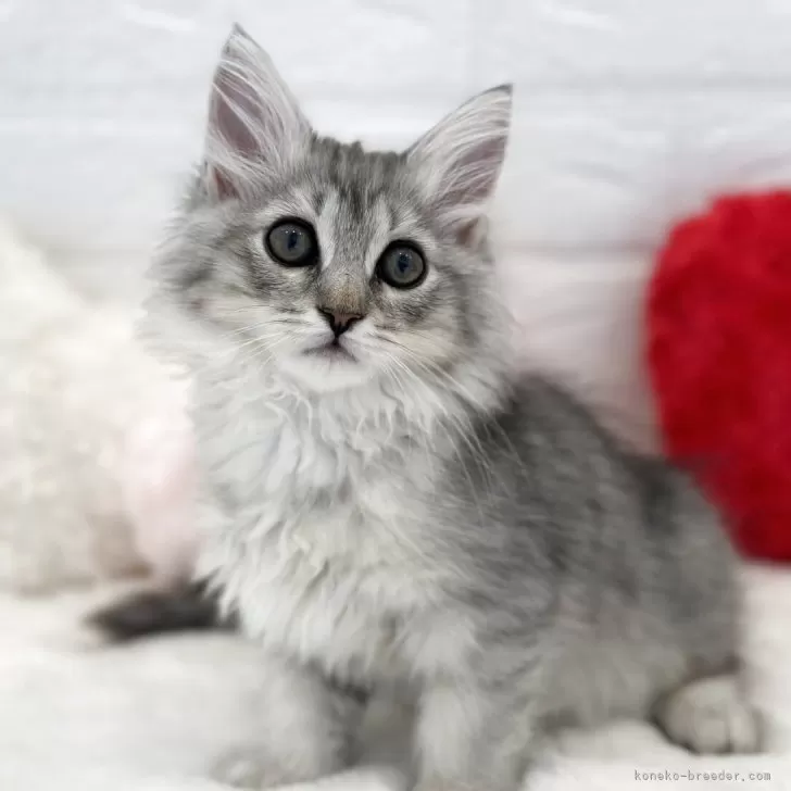 ID：2504-01612の子猫