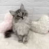 サイベリアン【神奈川県・女の子・2025年4月17日・シルバータビー&ホワイト】の写真1「とっても可愛く写真を撮らせてくれました🥰」