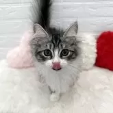 サイベリアン【神奈川県・女の子・2025年3月15日・ブルータビー&ホワイト】の写真2「鼻ペロッ」