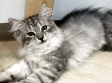 サイベリアン【神奈川県・女の子・2025年4月17日・シルバータビー&ホワイト】の写真3「自由気ままにのびのび過ごしています🍀」