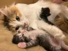 サイベリアン【神奈川県・女の子・2025年3月15日・ブルータビー&ホワイト】の写真6