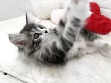 サイベリアン【神奈川県・男の子・2025年3月15日・ブラウンタビー&ホワイト】の写真5「撮影中でもお構いなし！おもちゃ大好き！✨」