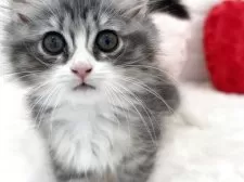 サイベリアン【神奈川県・女の子・2025年3月15日・ブルータビー&ホワイト】の写真4