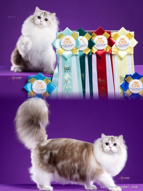 竹ちゃんは强靭な骨格と完璧な構成を誇る、スーパーグランドチャンピオン｜西則　ウノ(にしのり　うの)ブリーダー(千葉県・ラグドール・CFA/TICA/ICC登録)の紹介写真6