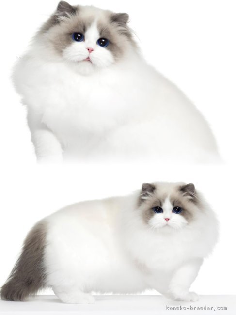 KAWAIIちゃんは目が澄んでいて、丸みのある目がみずみずしい❣️｜西則　ウノ(にしのり　うの)ブリーダー(千葉県・ラグドール・CFA登録)の紹介写真7
