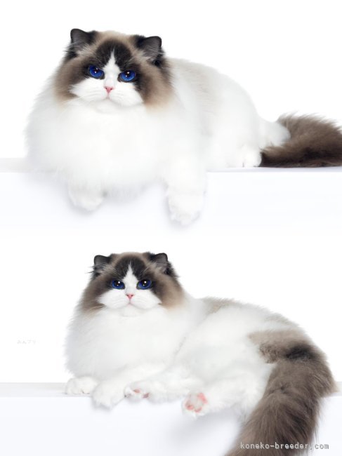 ハニーちゃん耳は小さくて精巧で、顔版の構造は対称的で完璧で、ふっくらした大口輪の弧は超大きい❣️｜西則　ウノ(にしのり　うの)ブリーダー(千葉県・ラグドール・CFA登録)の紹介写真8