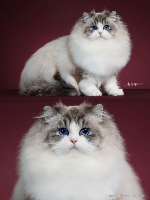 Tiger Girlちゃんは女王の風格にあふれ、誰も寄せつけない圧倒的な存在感を放っています。｜西則　ウノ(にしのり　うの)ブリーダー(千葉県・ラグドール・CFA/TICA/ICC登録)の紹介写真9