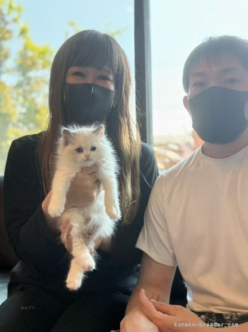 西則ウノブリーダーのブログ：お客様が猫を迎える素晴らしい瞬間❣️ この出会いに、運命を感じた日🐣
