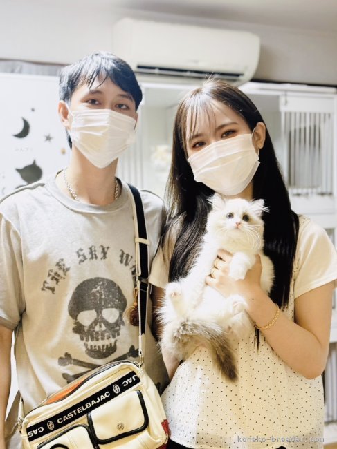 西則ウノブリーダーのブログ：お客様が猫を迎える素晴らしい瞬間❣️ この出会いに、運命を感じた日🐣