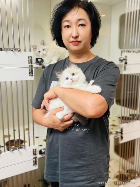 西則ウノブリーダーのブログ：お客様が猫を迎える素晴らしい瞬間❣️ この出会いに、運命を感じた日🐣