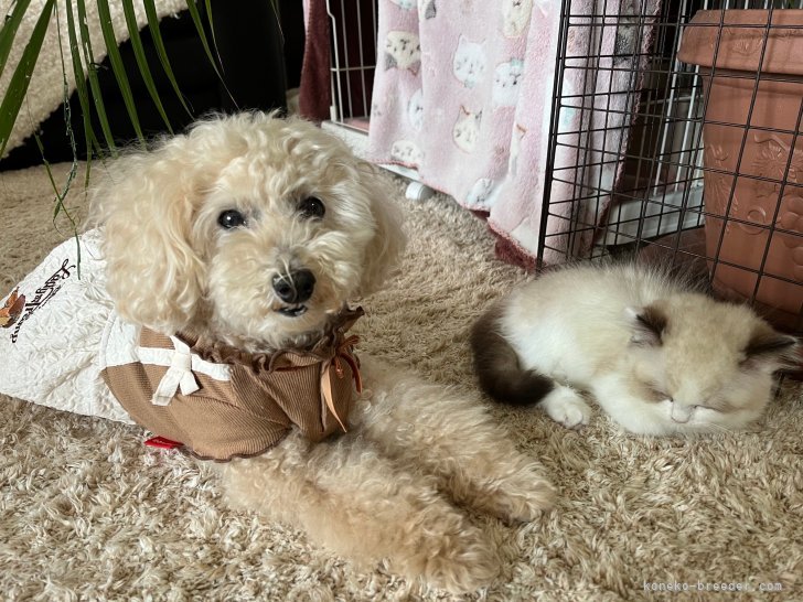 西則ウノブリーダーのブログ：ラグドールと同士や犬穏やかな共存❣️ キャテリーでは社会化訓練を大切にしています