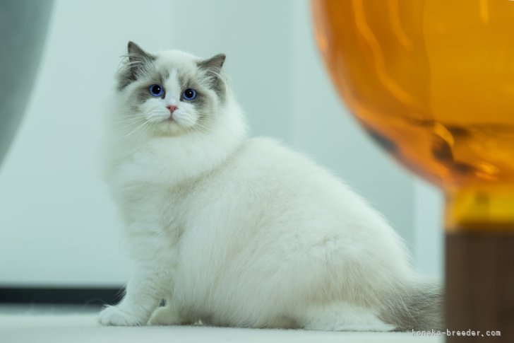 ラグドール【・女の子・2023年2月10日・ブルーポイントバイカラー】