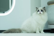 ラグドール【・女の子・2023年2月10日・ブルーポイントバイカラー】