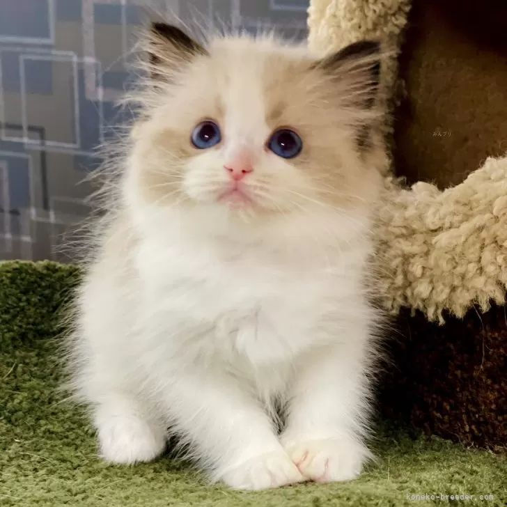 ID：2409-03230の子猫