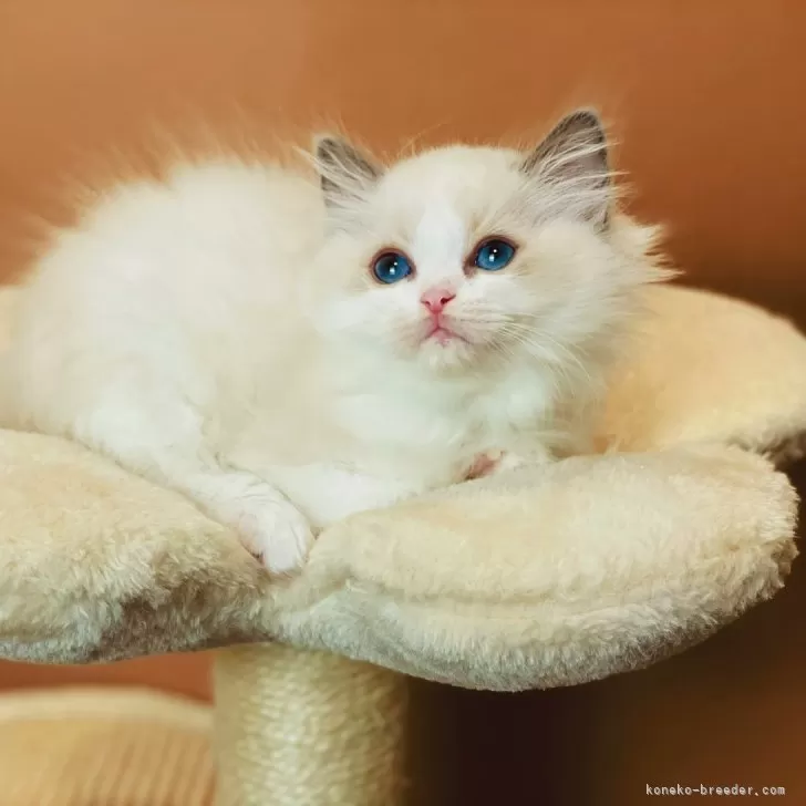 ID:2402-01967の子猫